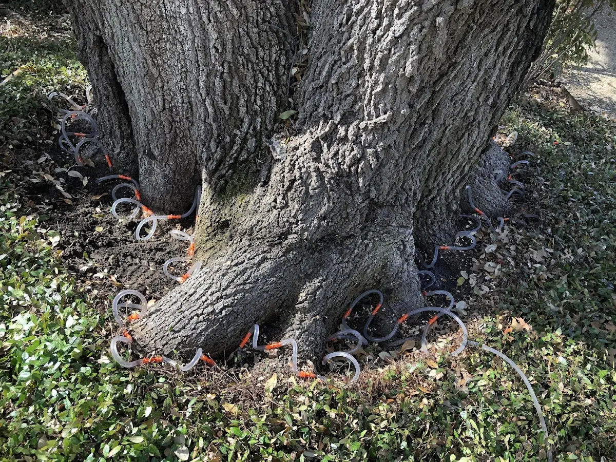 Detailed Tree Cabling and Bracing job site in Horicon